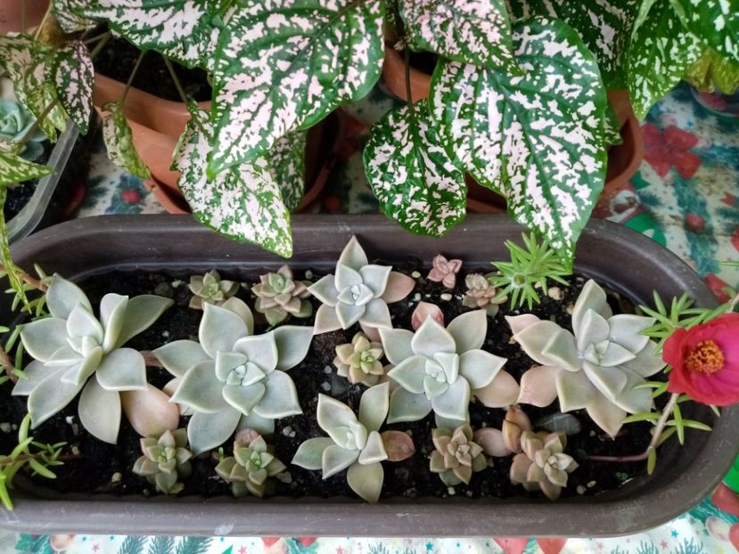  - Cactusi si suculente 2019_2