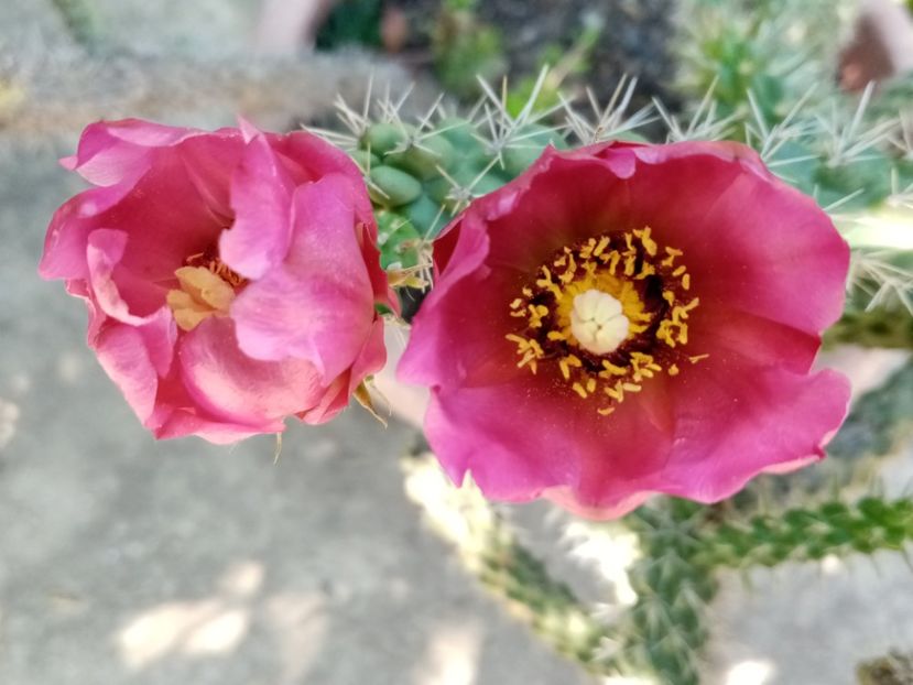  - Cactusi si suculente 2019_2