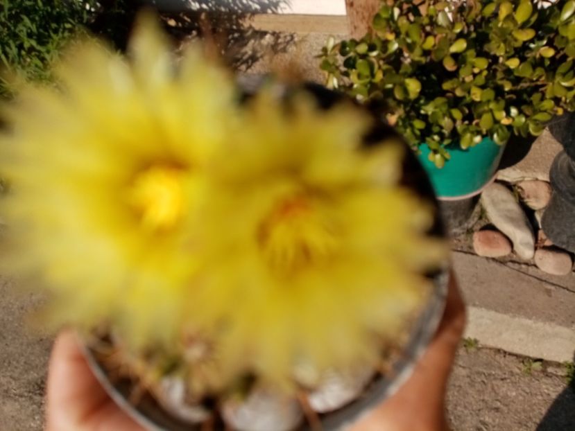  - Cactusi si suculente 2019_2