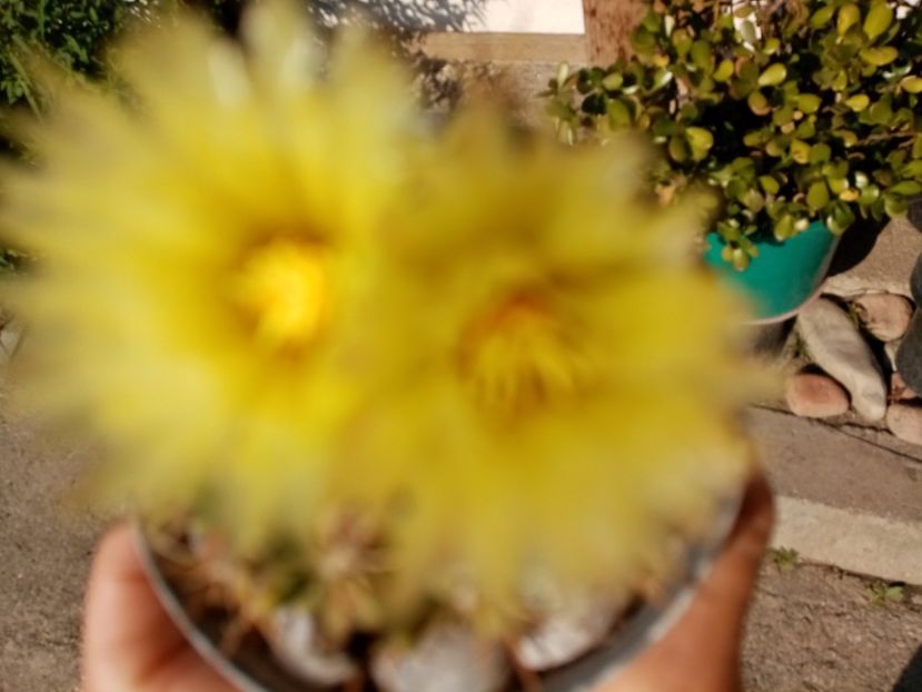  - Cactusi si suculente 2019_2