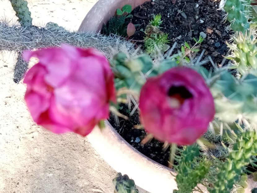  - Cactusi si suculente 2019_2
