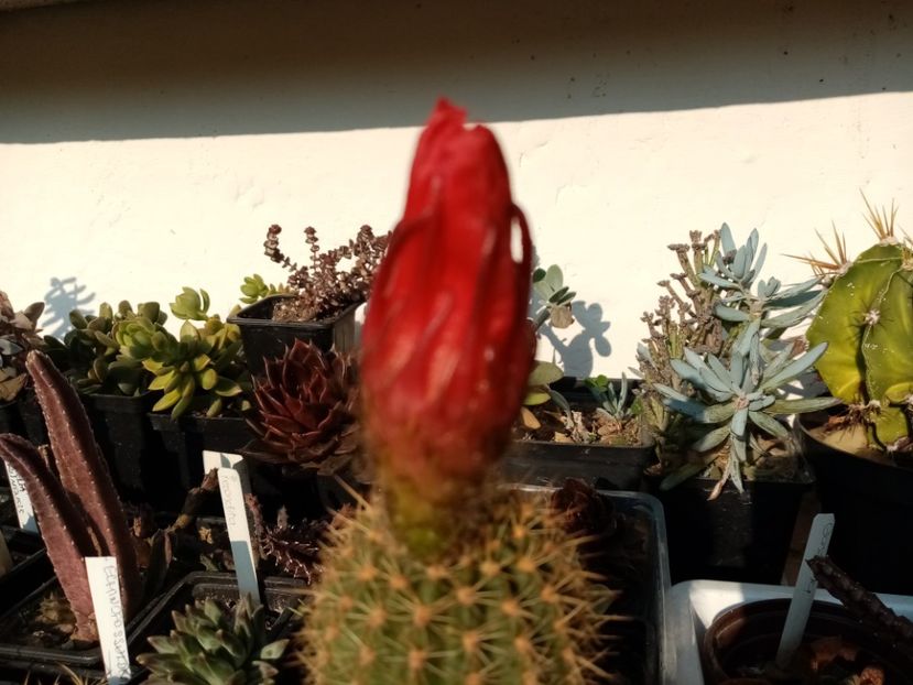  - Cactusi si suculente 2019_2