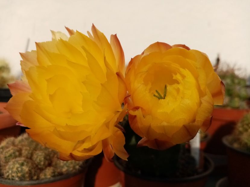  - Cactusi si suculente 2019_2