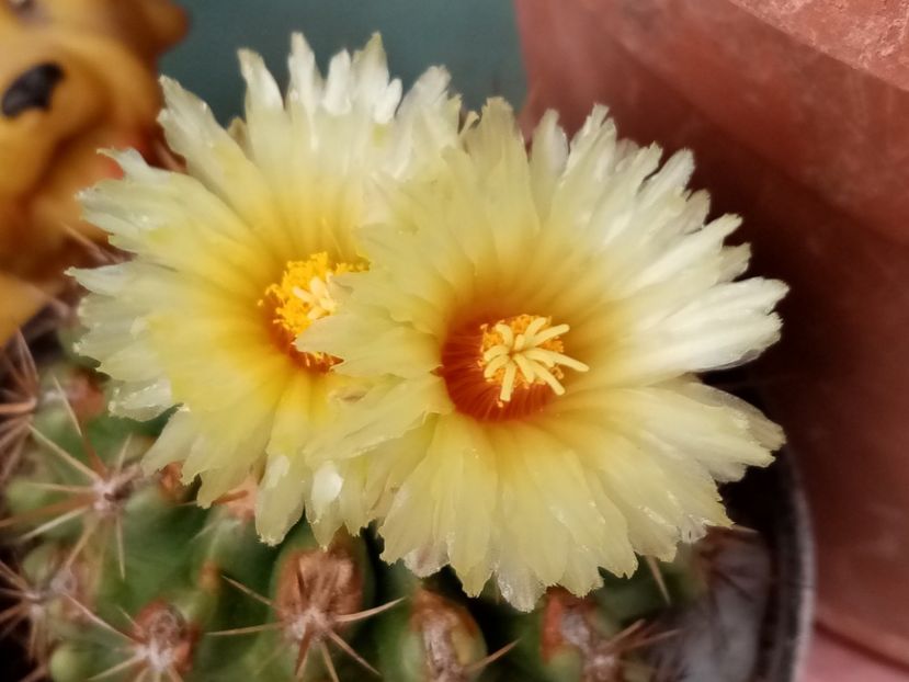 - Cactusi si suculente 2019_2