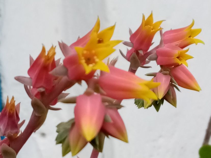  - Cactusi si suculente 2019_2