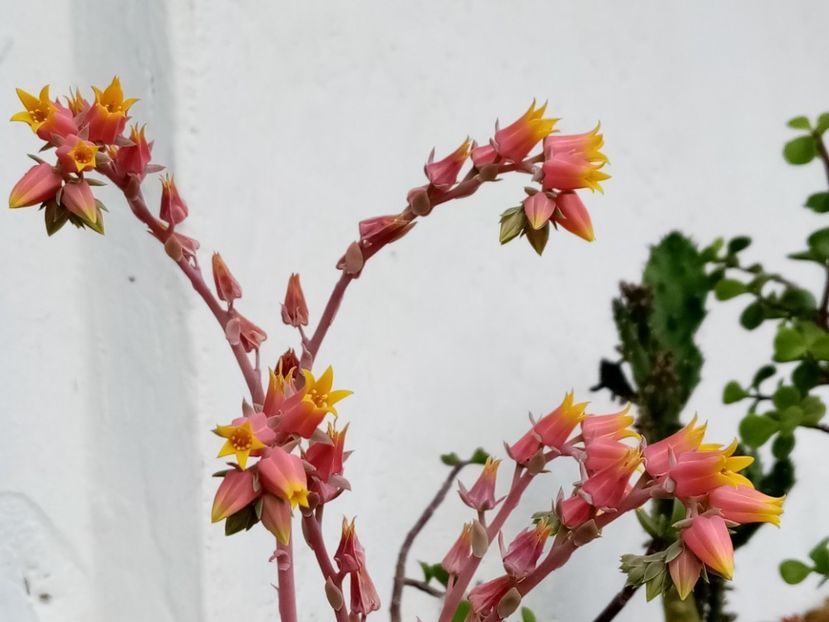  - Cactusi si suculente 2019_2