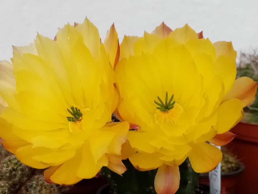  - Cactusi si suculente 2019_2