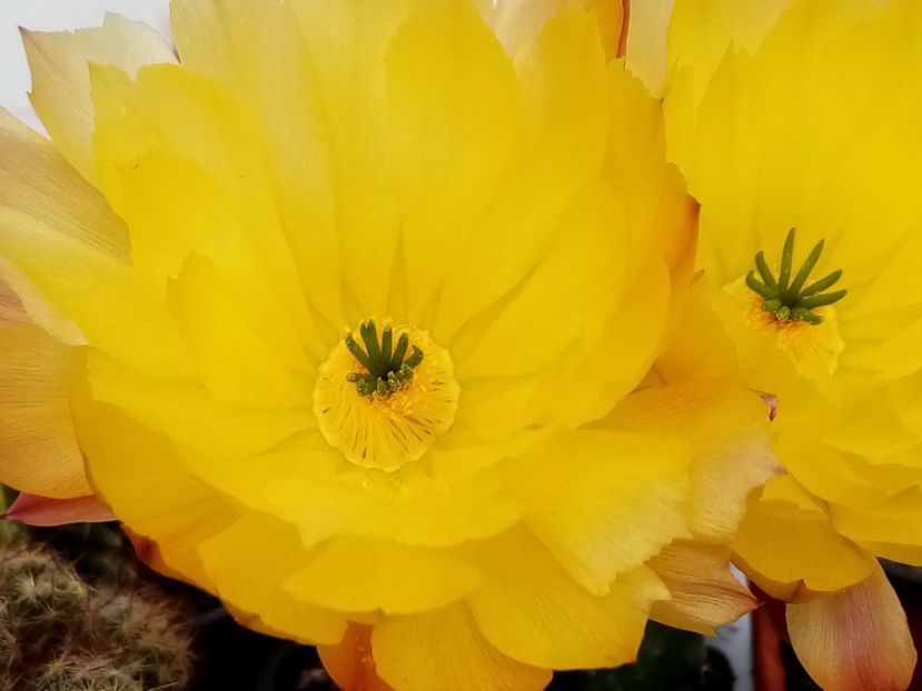  - Cactusi si suculente 2019_2
