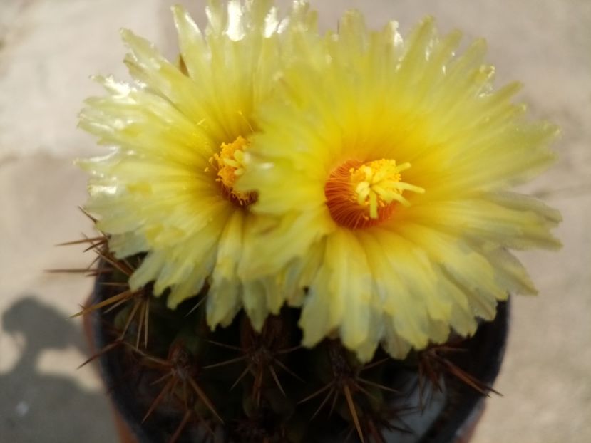  - Cactusi si suculente 2019_2
