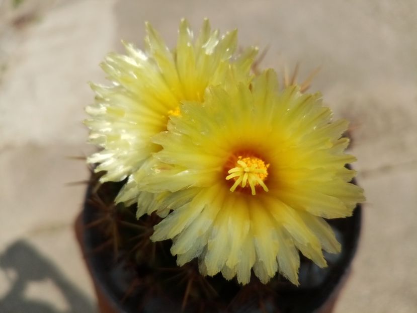  - Cactusi si suculente 2019_2