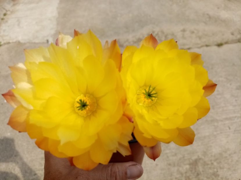  - Cactusi si suculente 2019_2
