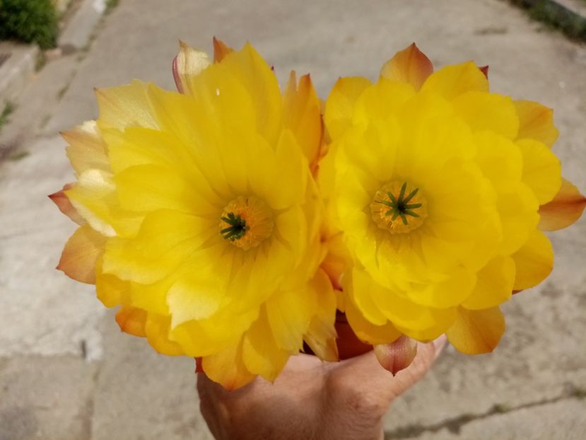  - Cactusi si suculente 2019_2