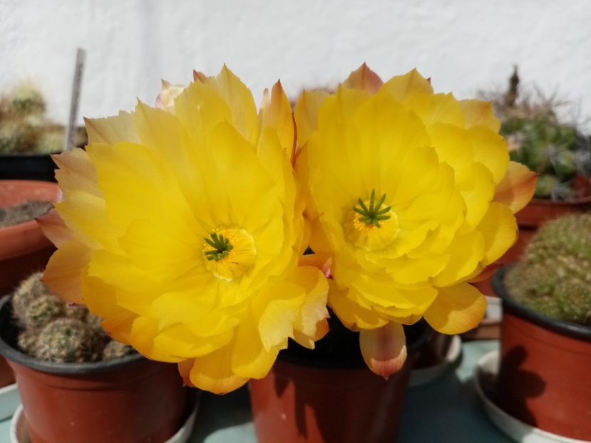  - Cactusi si suculente 2019_2