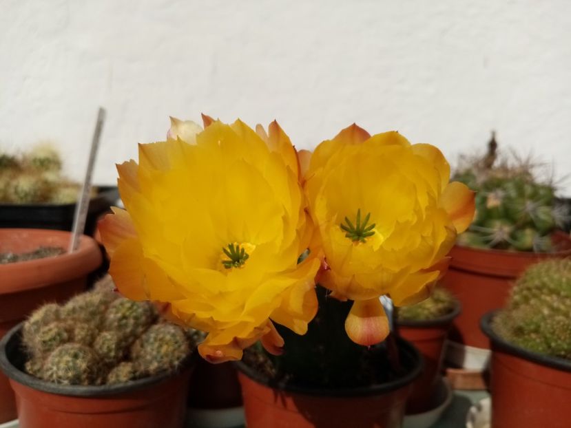  - Cactusi si suculente 2019_2