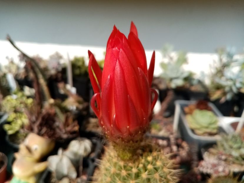  - Cactusi si suculente 2019_2