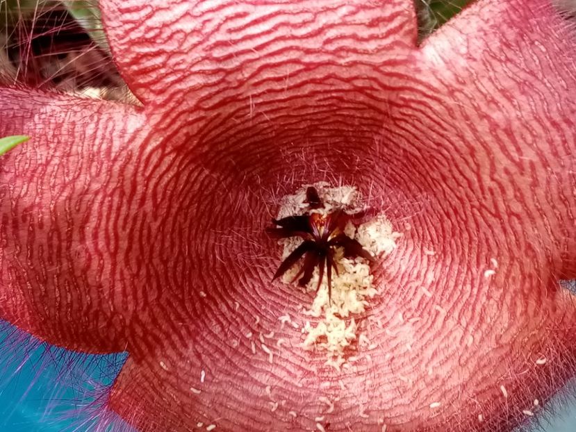  - Cactusi si suculente 2019_2