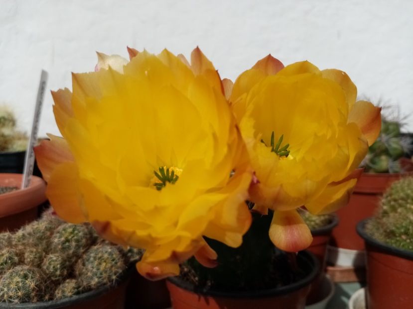  - Cactusi si suculente 2019_2