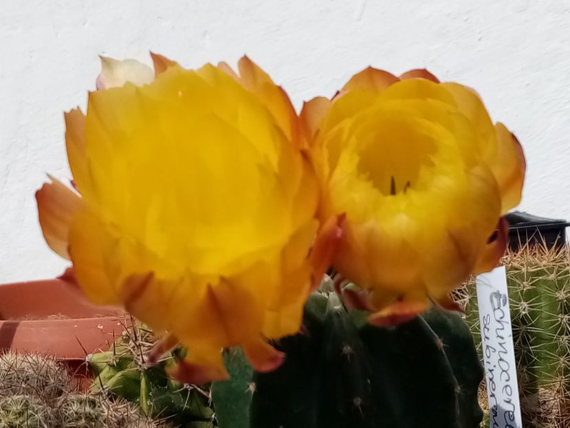  - Cactusi si suculente 2019_2