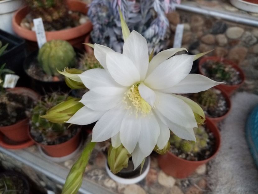  - Cactusi si suculente 2019_2