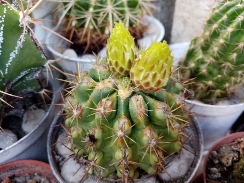  - Cactusi si suculente 2019_2