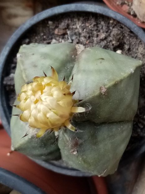 - Cactusi si suculente 2019_2