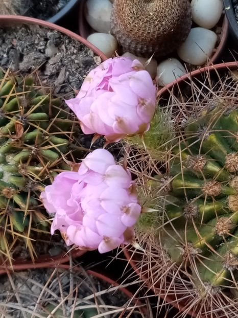  - Cactusi si suculente 2019_2