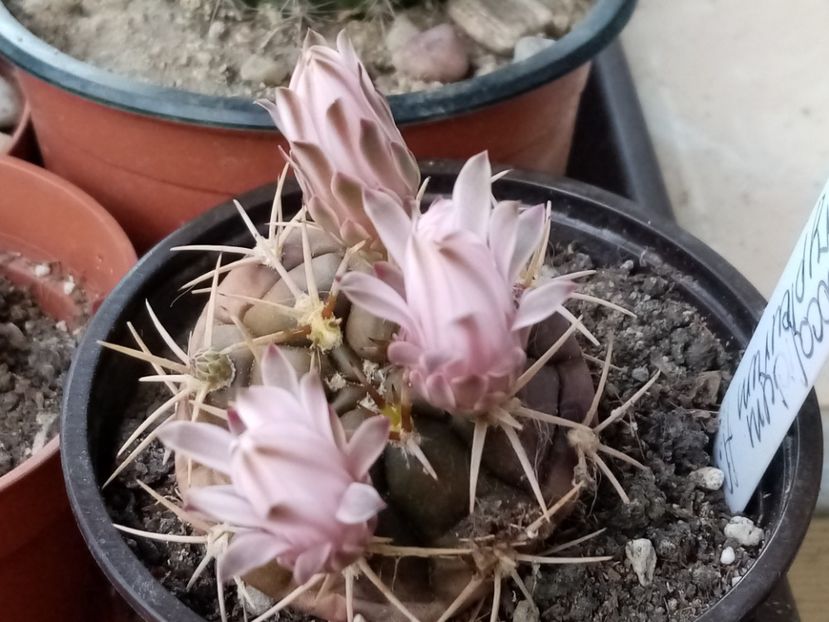  - Cactusi si suculente 2019_2