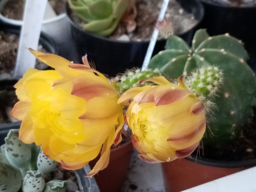  - Cactusi si suculente 2019_2
