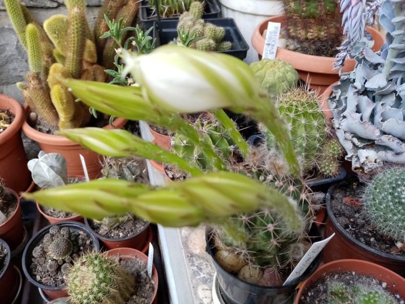  - Cactusi si suculente 2019_2