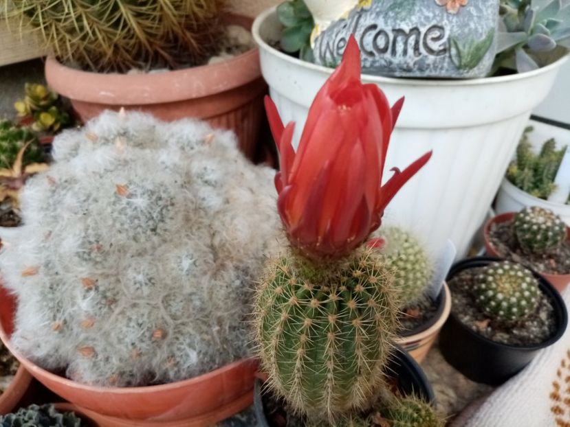  - Cactusi si suculente 2019_2