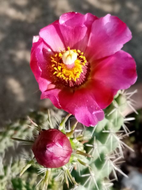  - Cactusi si suculente 2019_2