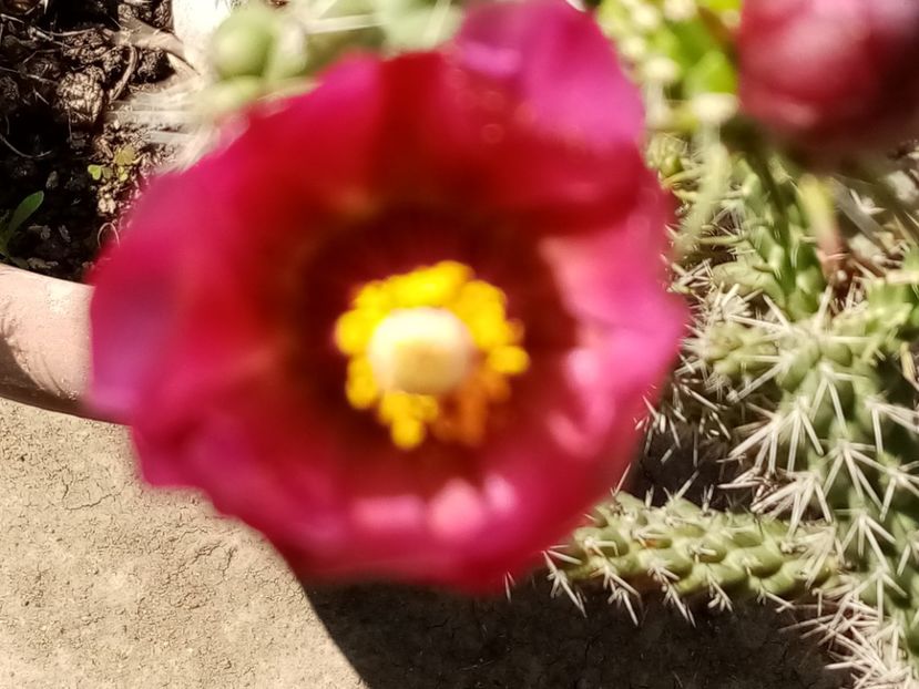  - Cactusi si suculente 2019_2