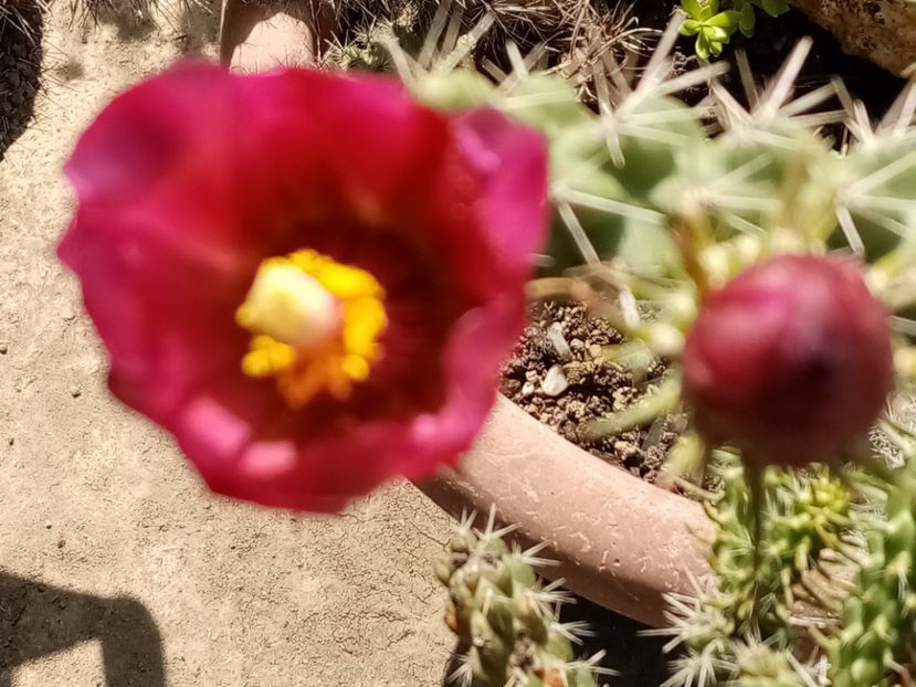  - Cactusi si suculente 2019_2