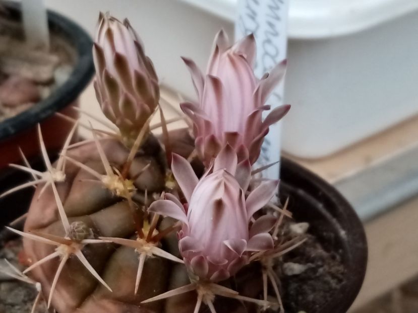  - Cactusi si suculente 2019_2