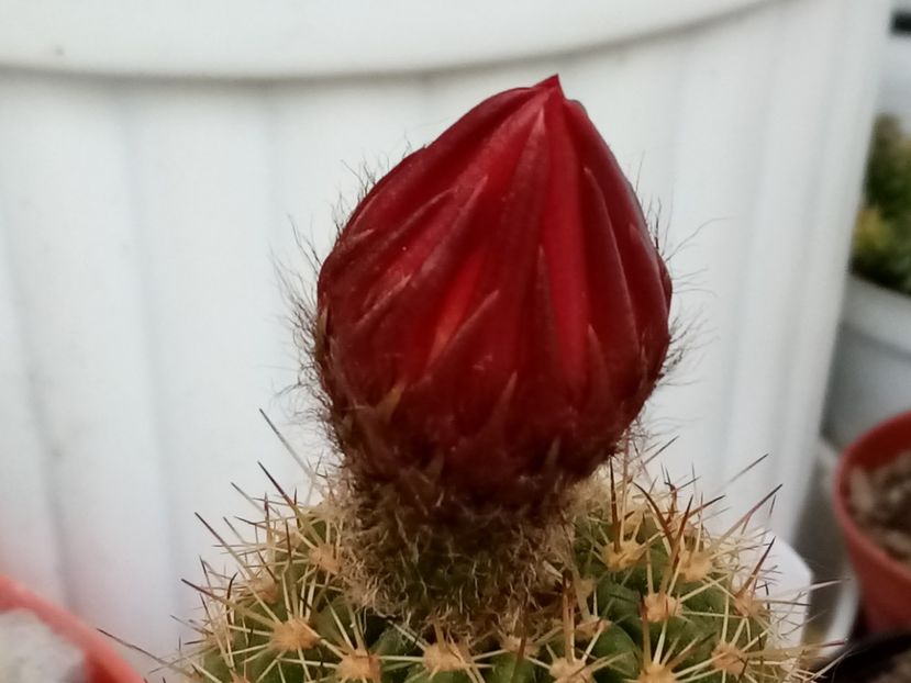  - Cactusi si suculente 2019_2