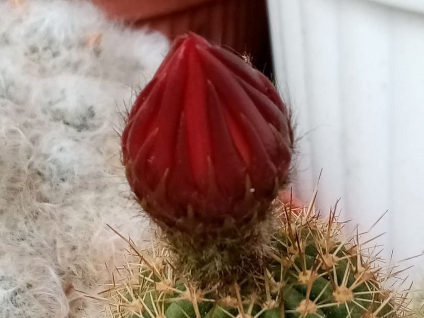  - Cactusi si suculente 2019_2