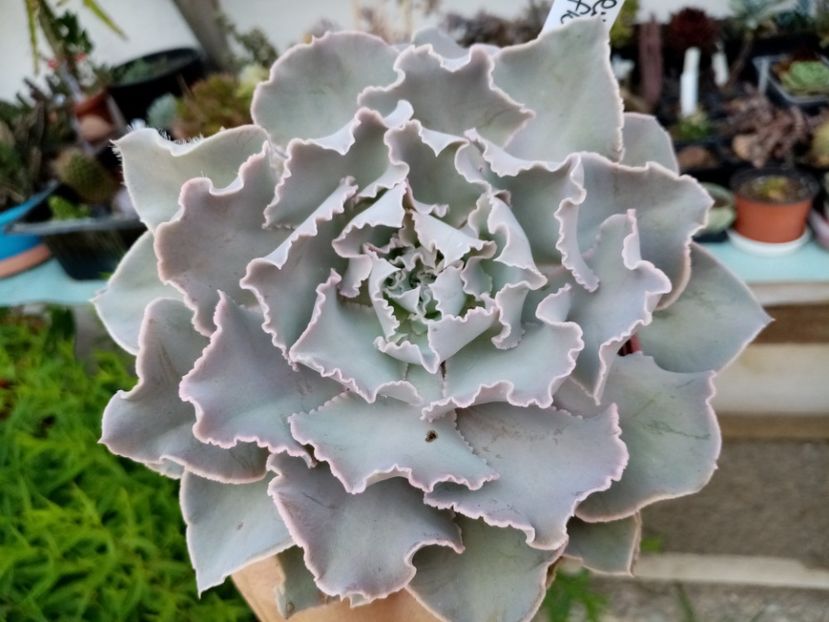  - Cactusi si suculente 2019_2
