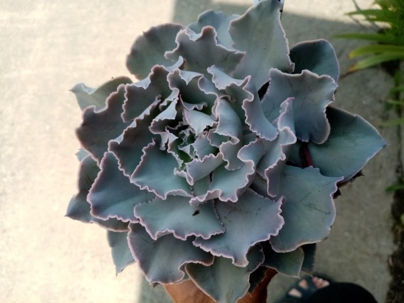  - Cactusi si suculente 2019_2