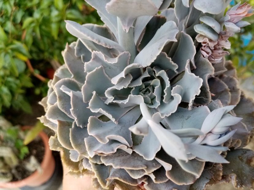  - Cactusi si suculente 2019_2