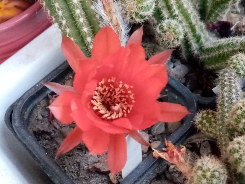  - Cactusi si suculente 2019_2