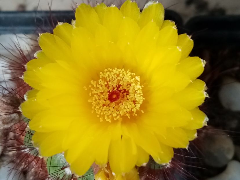  - Cactusi si suculente 2019_2