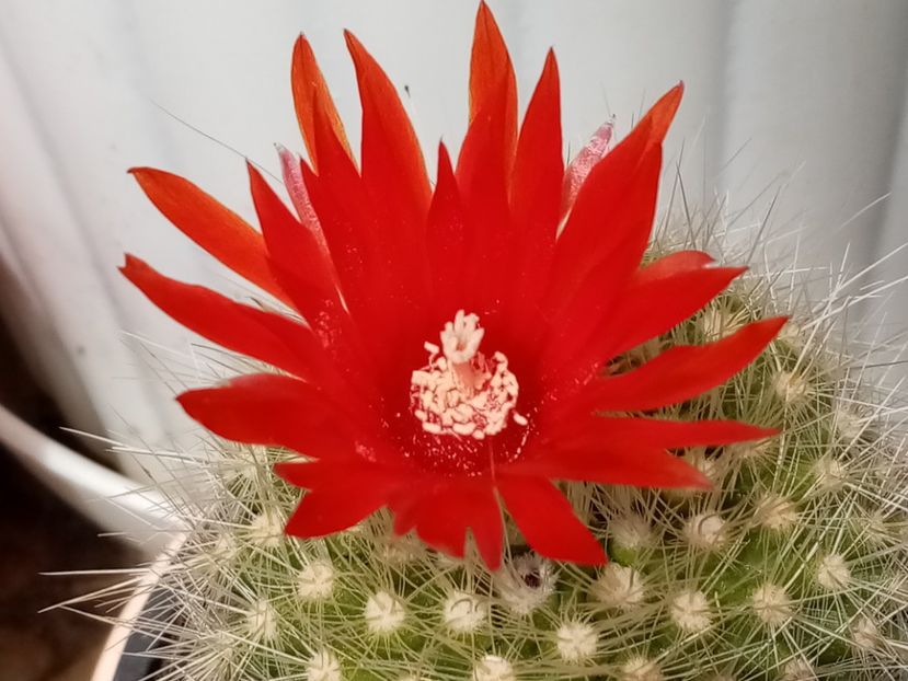  - Cactusi si suculente 2019_2