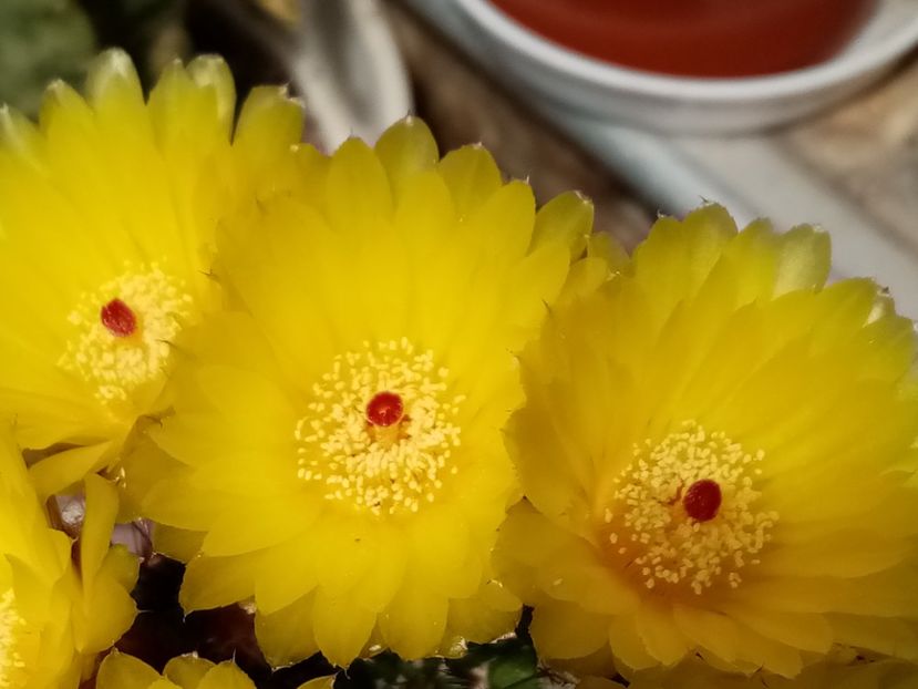  - Cactusi si suculente 2019_2