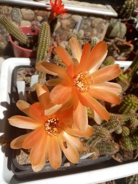  - Cactusi si suculente 2019_2