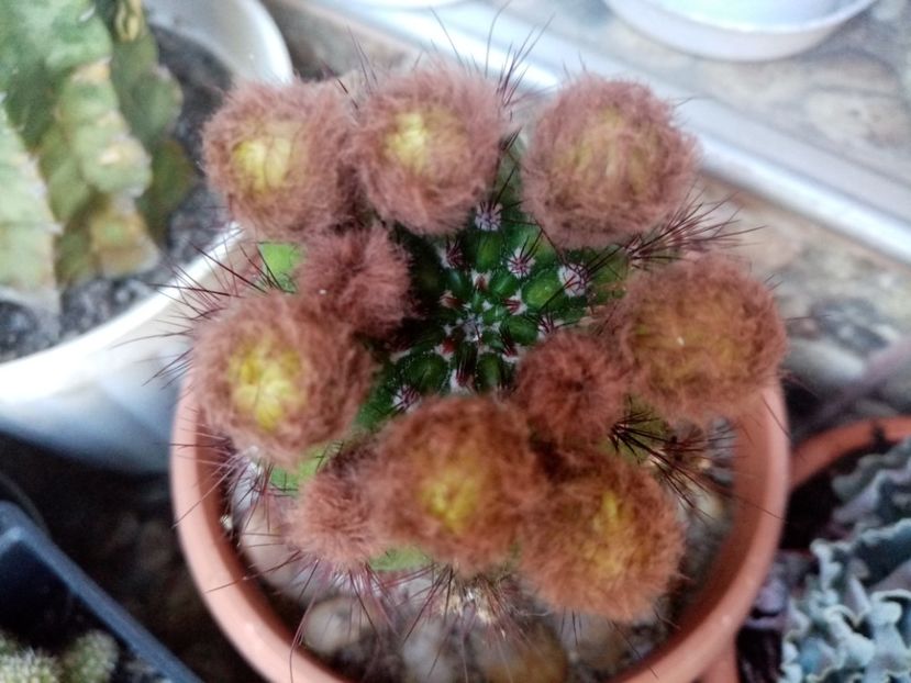  - Cactusi si suculente 2019_2
