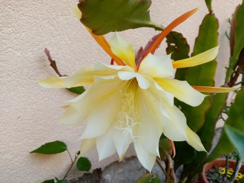  - Cactusi si suculente 2019_2