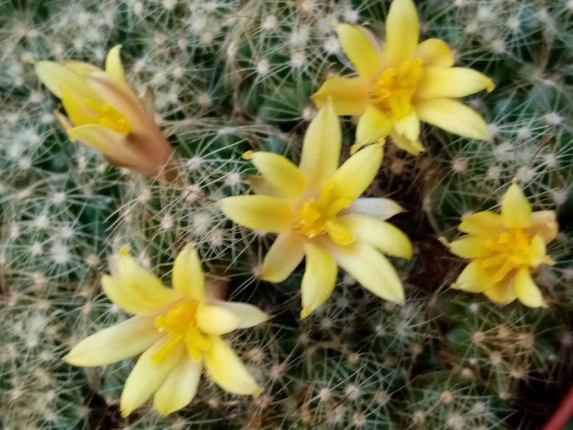  - Cactusi si suculente 2019_2