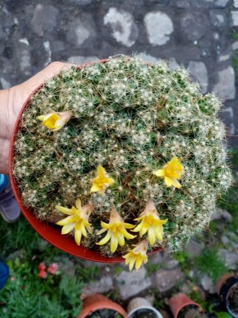 - Cactusi si suculente 2019_2