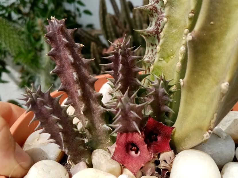  - Cactusi si suculente 2019_2