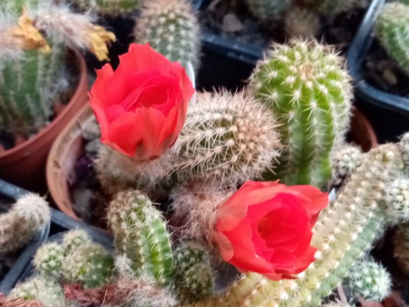  - Cactusi si suculente 2019_2